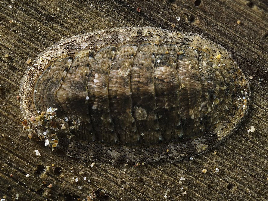 Chiton 13